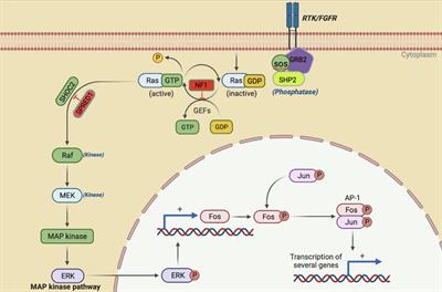 RASopathies and cardiac manifestations